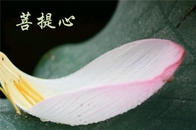 发菩提心,就发"阿耨多罗三藐三菩提心",简称"菩提心",也就是发无上正